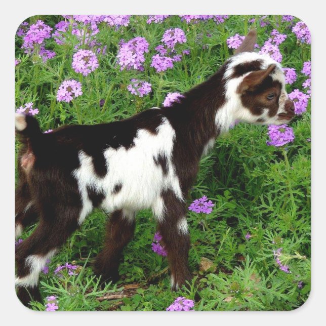 Sticker Carré Chèvre naine nigériane flashy Kid en fleurs violet (Devant)