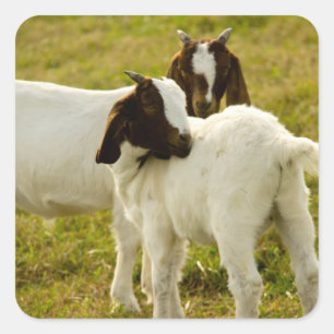 Sticker Carré Chèvres Boer mignonnes dans un champ de Grassy
