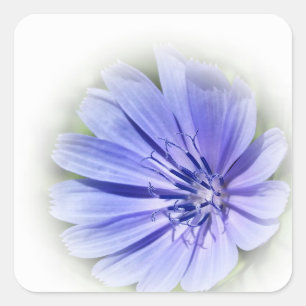 Sticker Carré chicorée bleu pourpre