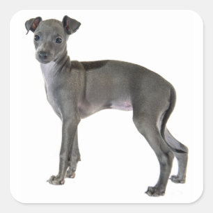 Sticker Carré Chien à chiots gris italien