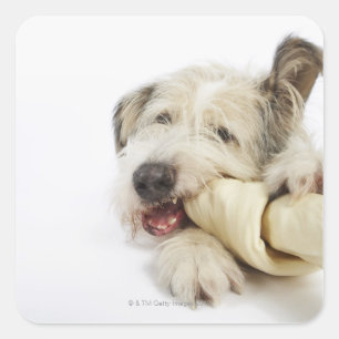 Sticker Carré Chien à mâcher sur l'os de raideur