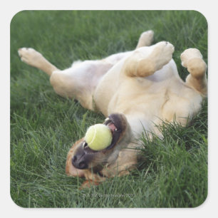 Sticker Carré Chien allongé dans l'herbe avec balle de tennis