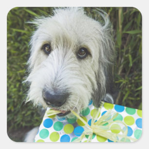Sticker Carré Chien avec cadeau dans la bouche