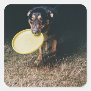 Sticker Carré Chien avec frisbee à la bouche