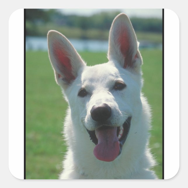 Sticker Carré Chien berger allemand blanc (Devant)