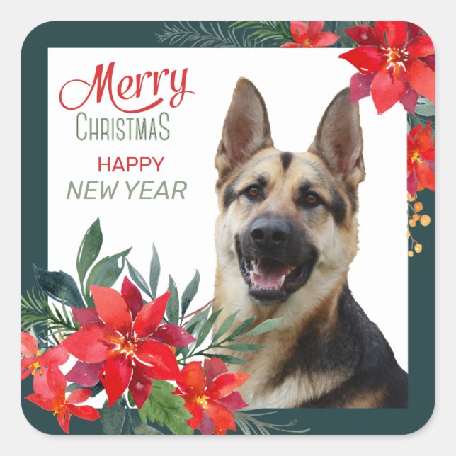 Sticker Carré Chien berger allemand Poinsettia Bouquet Noël (Devant)
