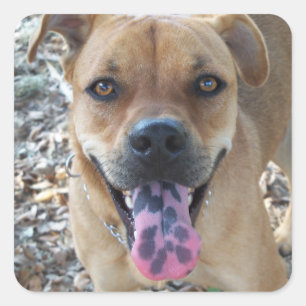 Sticker Carré Chien Brown heureux avec la langue repérée