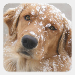 Sticker Carré Chien chéri