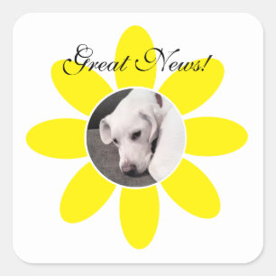Sticker Carré Chien chiot blanc mignon en fleur jaune doux Cadre