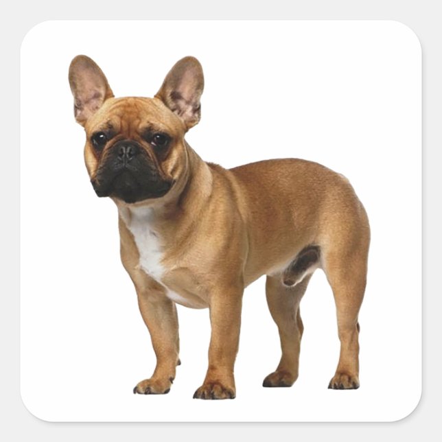 Sticker Carré Chien chiot français mignon (Devant)