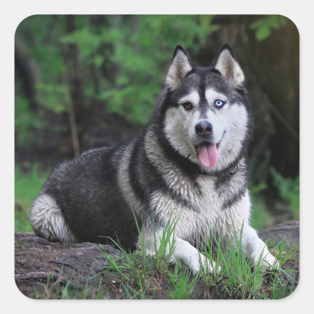 Sticker Carré Chien chiot sibérien Husky - Bonjour, Comment alle (Devant)