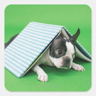 Sticker Carré Chien couché sous le livre