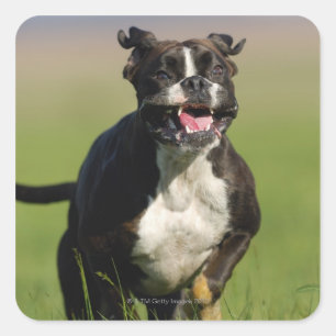 Sticker Carré Chien courant