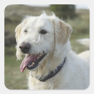 Sticker Carré Chien dans la terre de bruyère