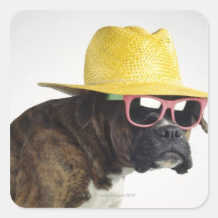 Sticker Carré Chien de boxe avec casquette et lunettes