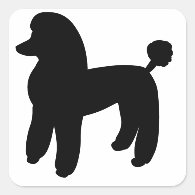 Sticker Carré Chien de caniche (Devant)