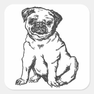 Sticker Carré Chien de carlin, illustration en noir et blanc