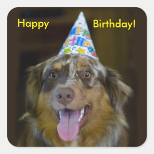 Sticker Carré Chien de fête d'anniversaire du berger australien