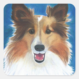 Sticker Carré Chien de mouton de Shetland