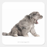 Chien de Pyrénées (4 semaines)