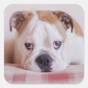 Sticker Carré Chien de taureau anglais timide