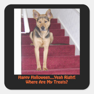 Sticker Carré Chien d'Halloween et aucun traitement