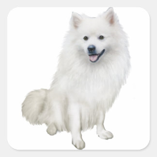 Sticker Carré Chien Esquimau Américain (A)
