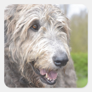 Sticker Carré Chien-loup irlandais mignon