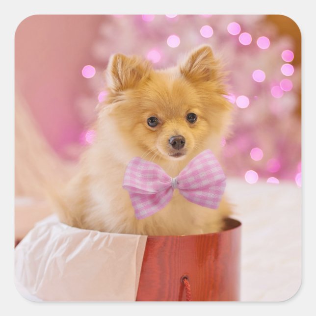 Sticker Carré Chien mignon avec cou rose Photographie de Noël (Devant)