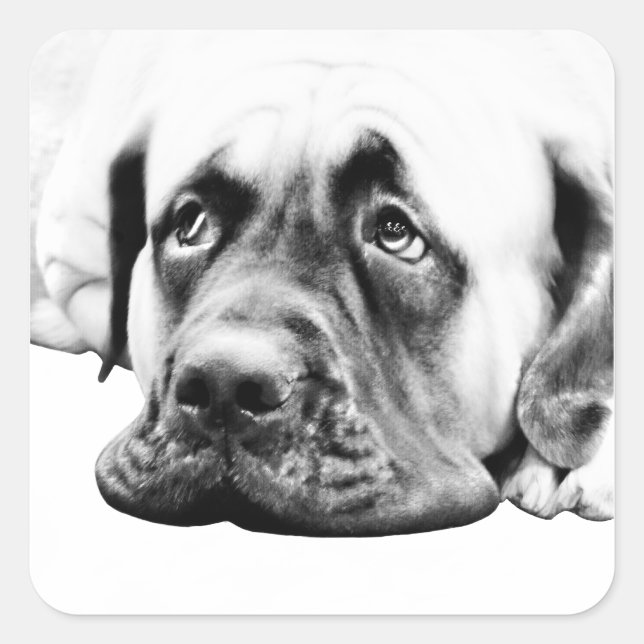 Sticker Carré Chien mignon Mastiff (Devant)