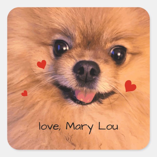 Sticker Carré Chien Poméranien pour animaux de compagnie mignon  (Devant)