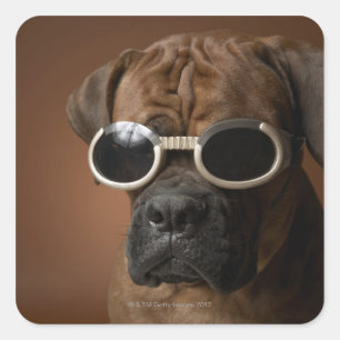 Sticker Carré Chien portant des lunettes de soleil