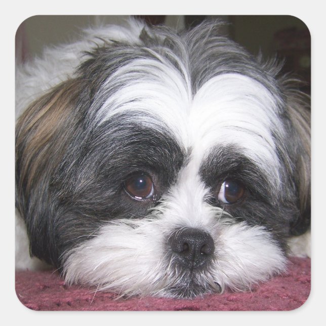 Sticker Carré Chien Shih Tzu (Devant)