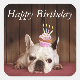 Sticker Carré Chien-taureau français avec Cupcake d'anniversaire