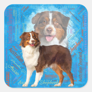 Sticker Carré Chiens de berger australien rouge - Aussie