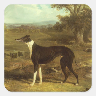 Sticker Carré Chiens, Greyhound et Espagnol, Docteur Fop par Her