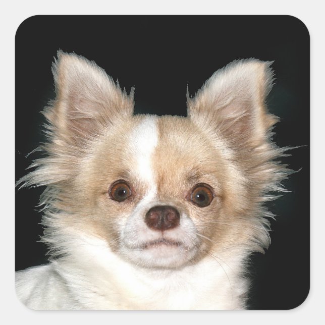 Sticker Carré Chihuahua aux cheveux longs (Devant)