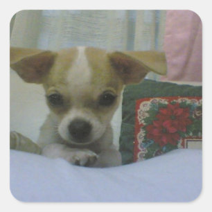 Sticker Carré Chihuahua chiot
