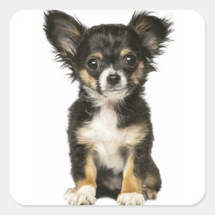 Sticker Carré Chihuahua Chiot Chiot - Noir Brown Blanc