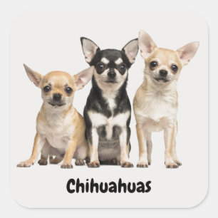 Sticker Carré Chihuahua Puppies