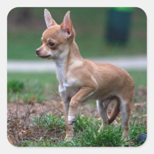 Sticker Carré Chihuahua Puppy