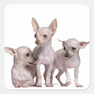 Sticker Carré Chihuahua sans cheveux (5 et 7 mois)
