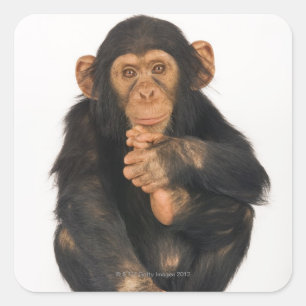 Sticker Carré Chimpanzé (troglodytes paniques)