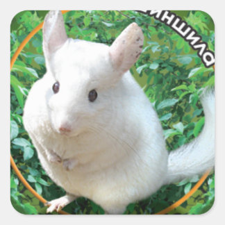Sticker Carré Chinchilla