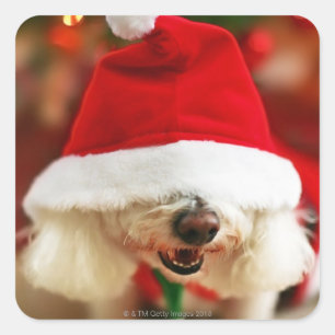Sticker Carré Chiot de Bichon Frise utilisant le costume de Pèr