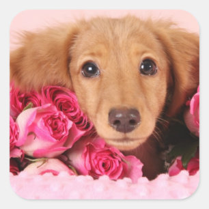 Sticker Carré Chiot de Dachshund Entouré de Roses