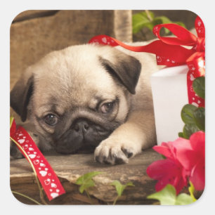 Sticker Carré Chiot et boîte-cadeau de carlin