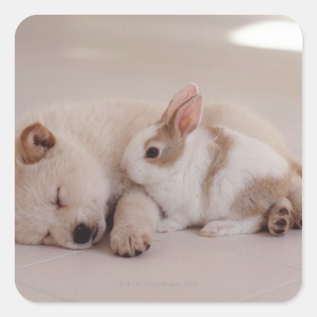 Sticker Carré Chiot et lapin (Devant)