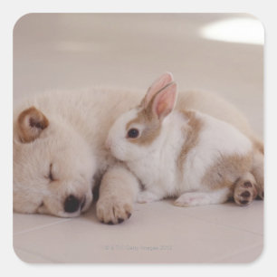 Sticker Carré Chiot et lapin