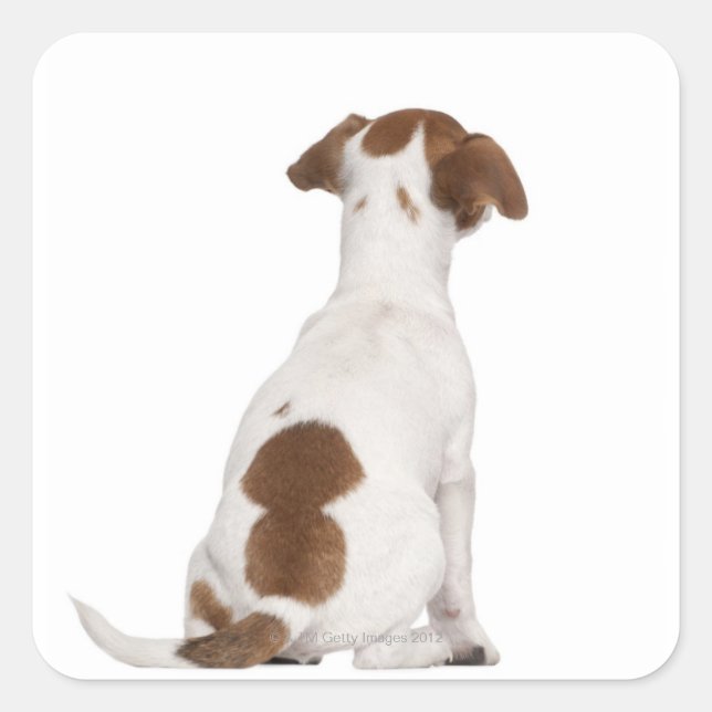 Sticker Carré Chiot Jack Russell Terrier (3 mois) (Devant)